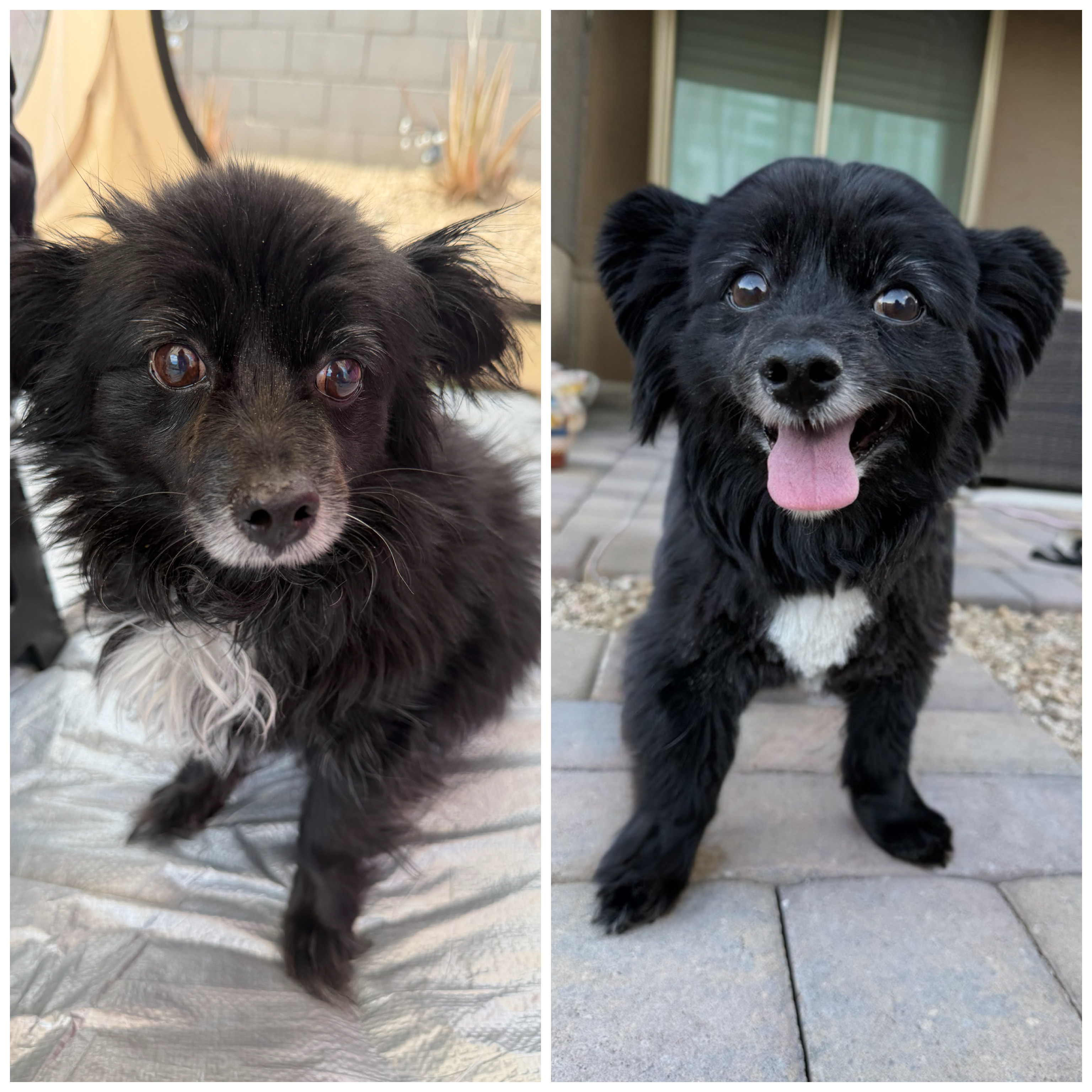Pebbles, pampered pet groomed by Michele