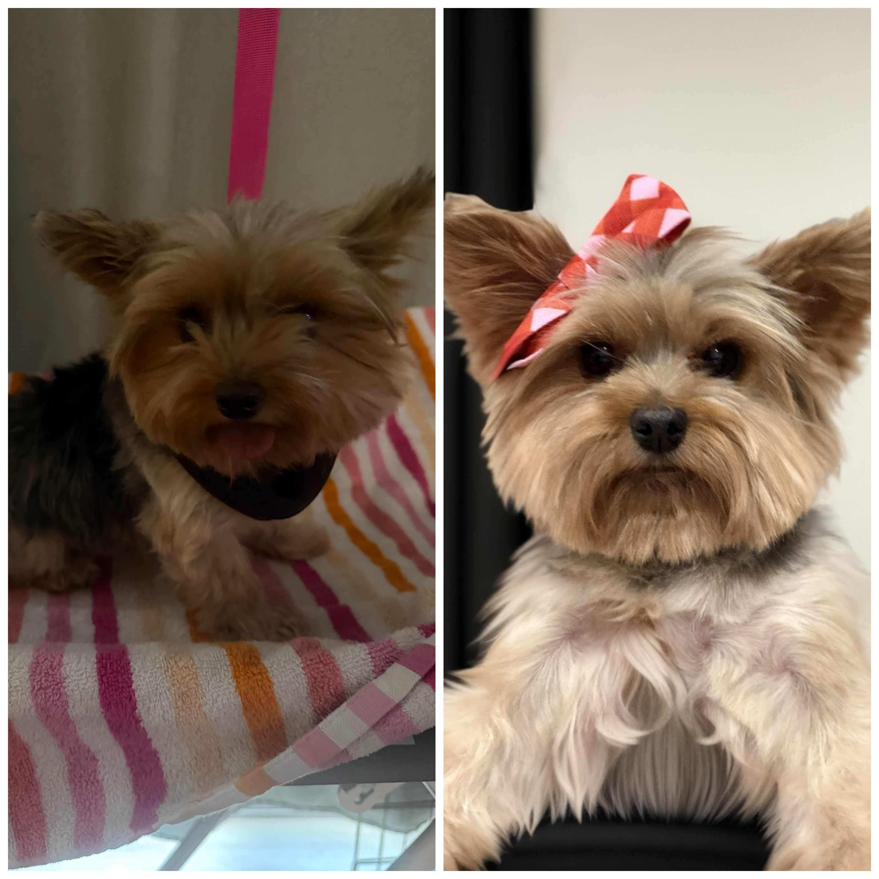 Past pup groomed by Michele