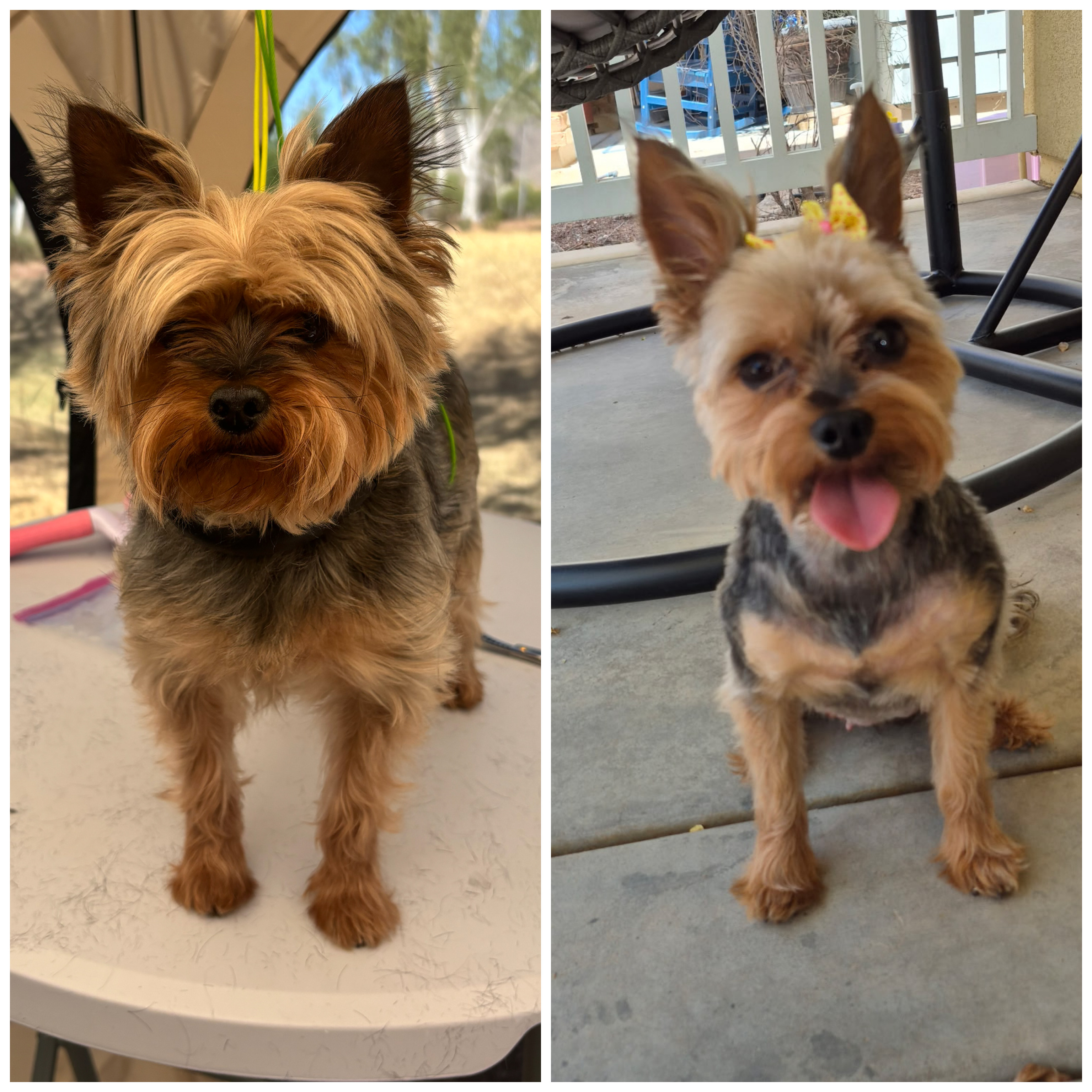 Past pup groomed by Michele