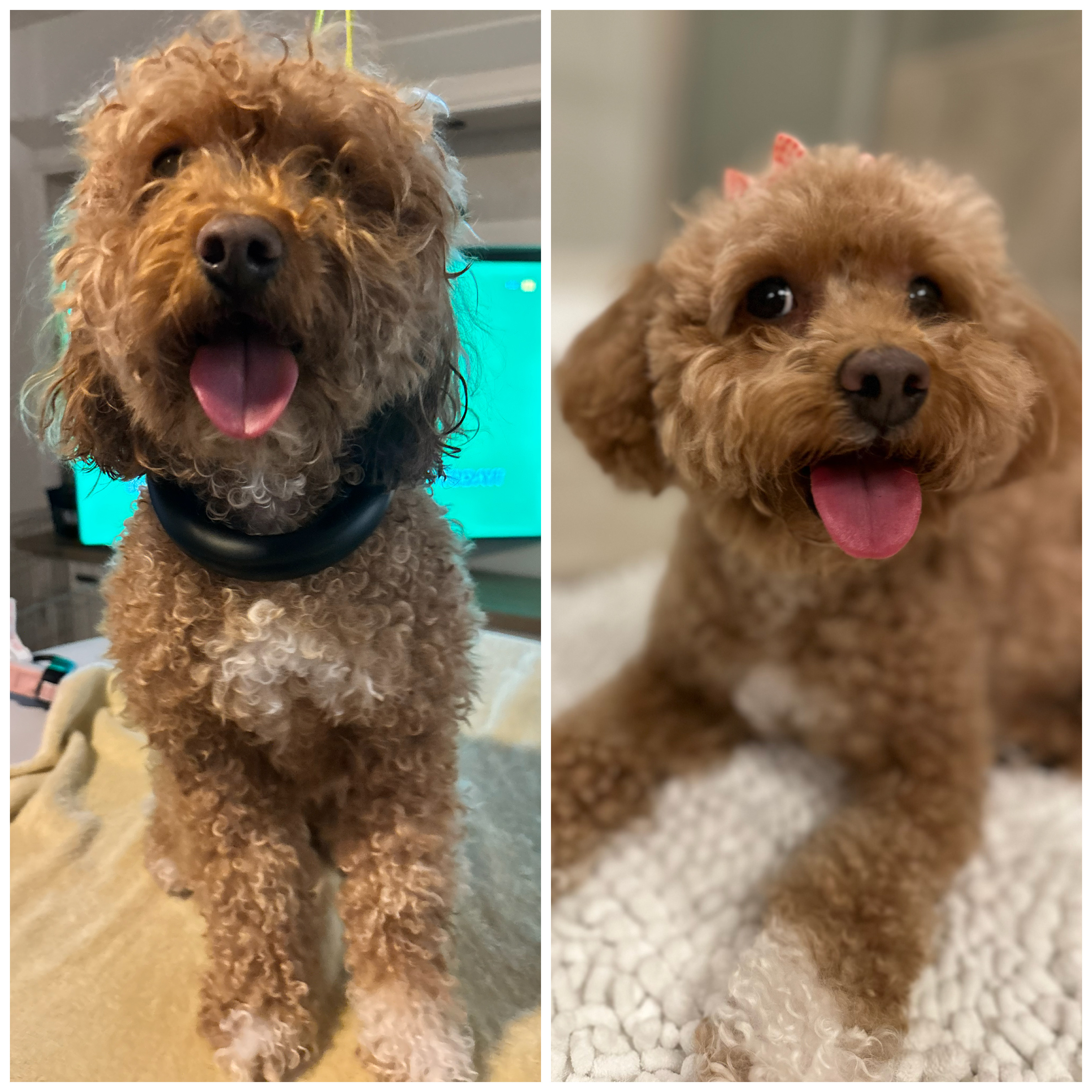 Past pup groomed by Michele