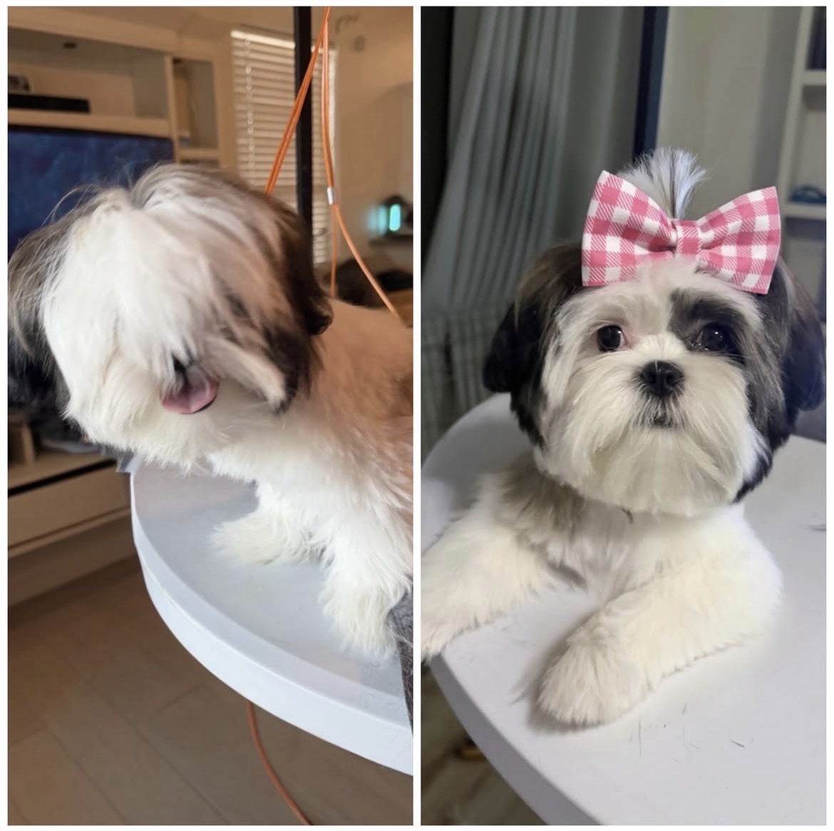 Past pup groomed by Michele